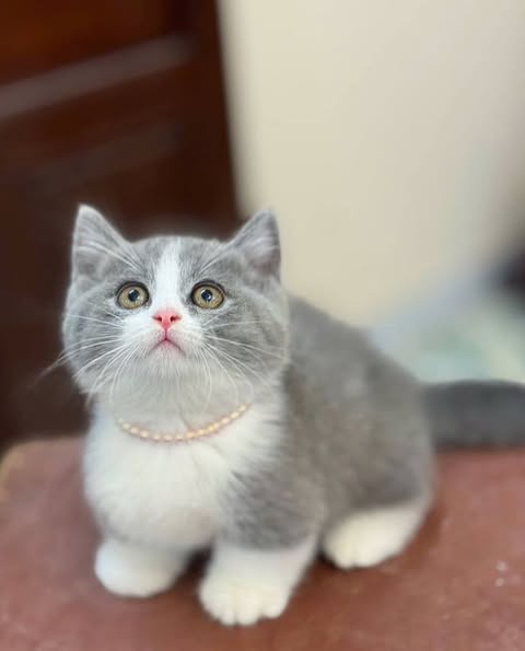 Munchkin