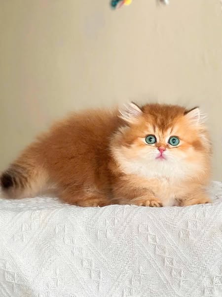 Munchkin Longhair