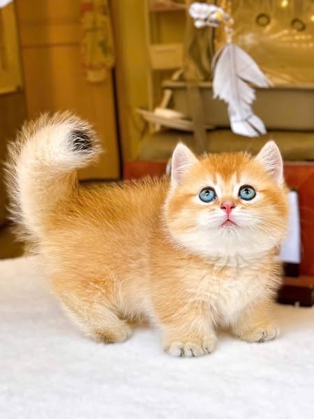 Munchkin