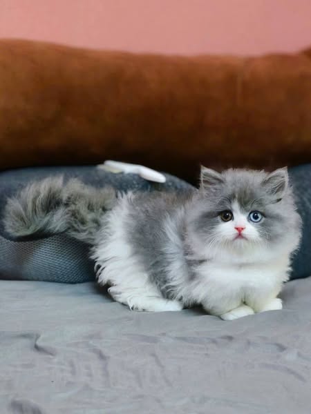 Munchkin Longhair