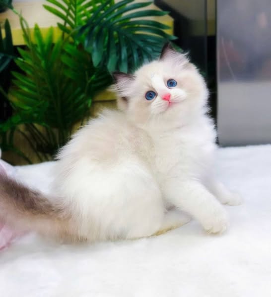 Ragdoll