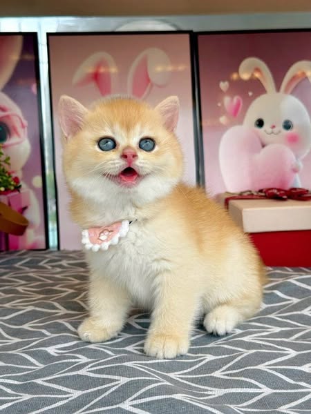 British Shorthair