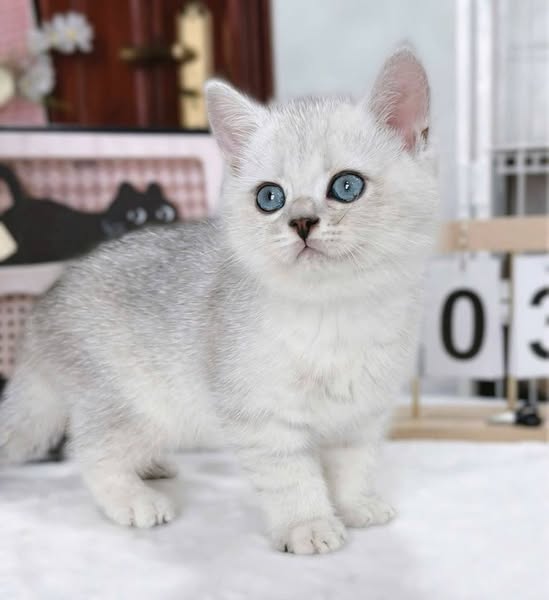 British Shorthair