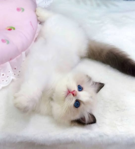 Ragdoll