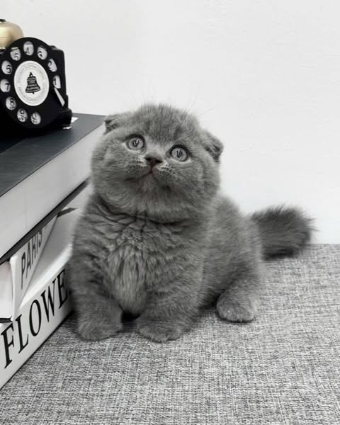 Munchkin Fold