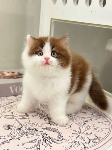 British Longhair