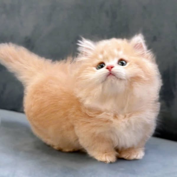 Munchkin Longhair
