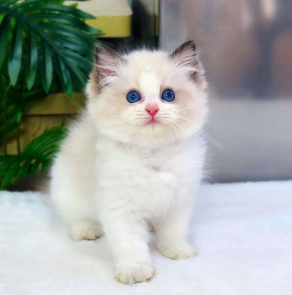 Ragdoll