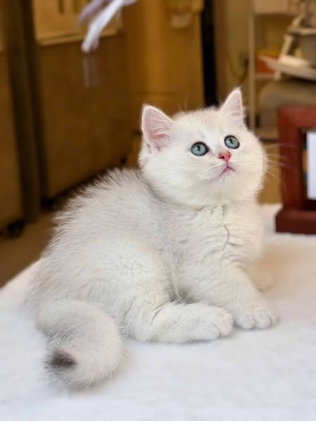British Shorthair