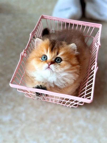 Munchkin Longhair