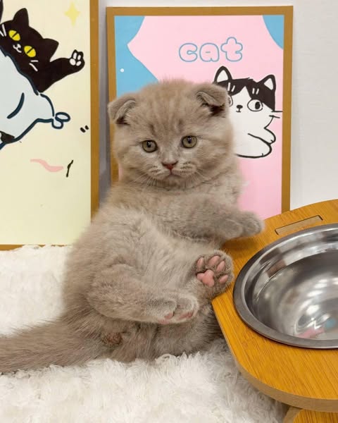 Scottish Fold