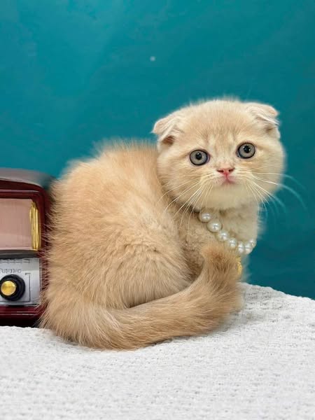 Munchkin Fold