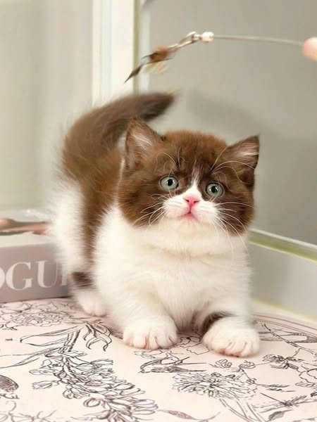 Munchkin
