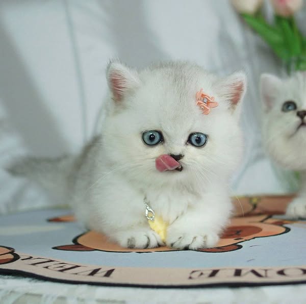 Munchkin
