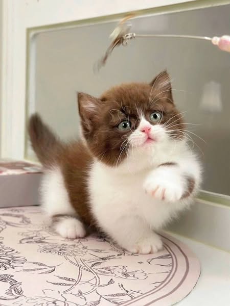 Munchkin