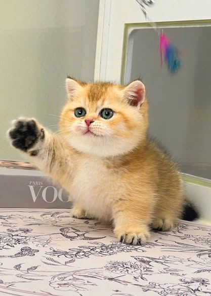 Munchkin