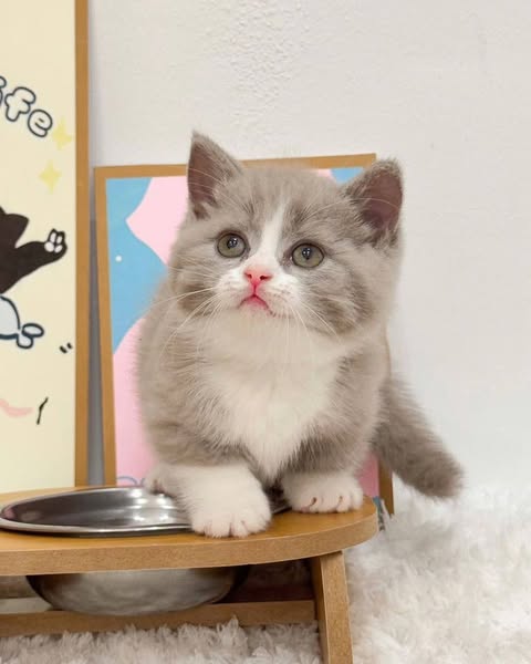 Munchkin