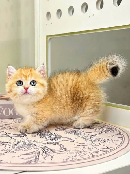Munchkin