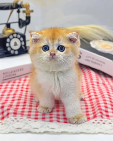 Scottish Fold