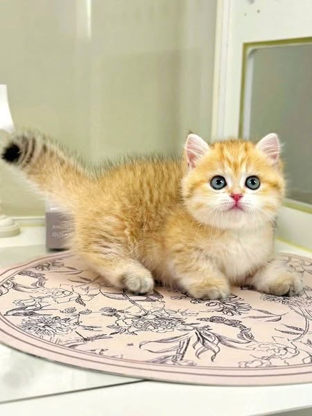Munchkin