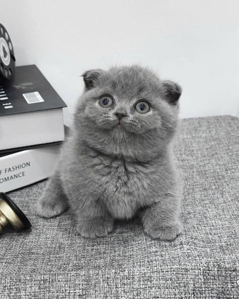 Munchkin Fold