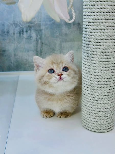 Munchkin