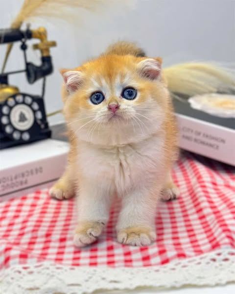 Scottish Fold