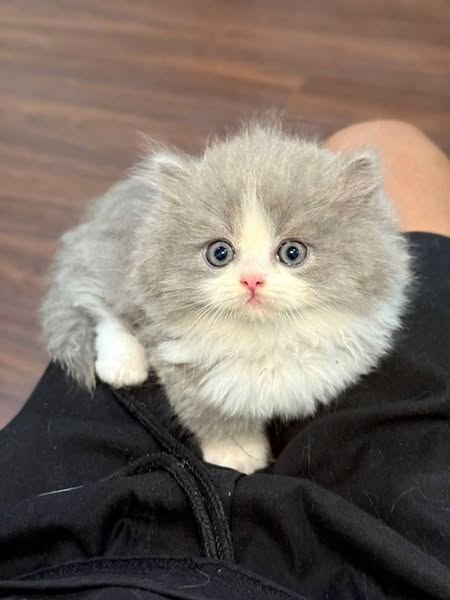 Munchkin Longhair