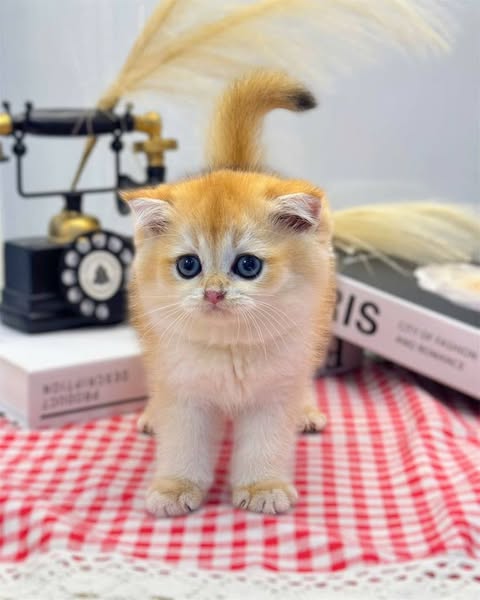 Scottish Fold