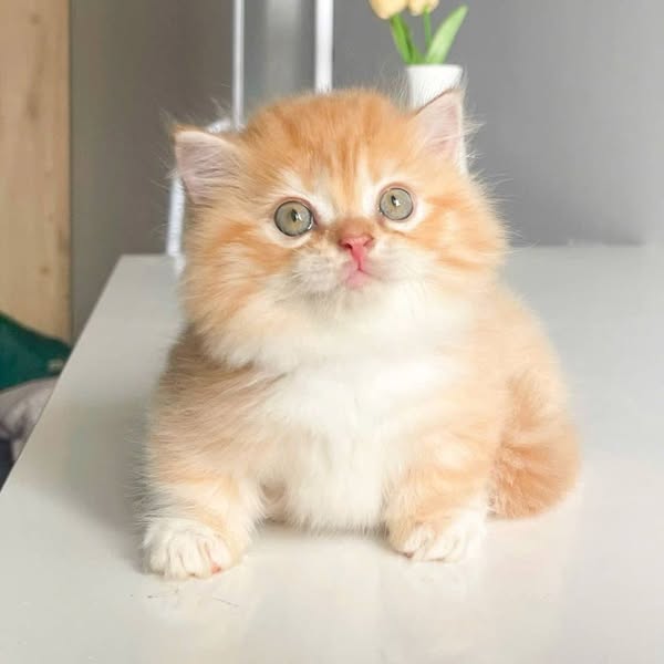 Munchkin Longhair