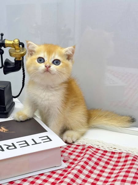 Scottish Fold