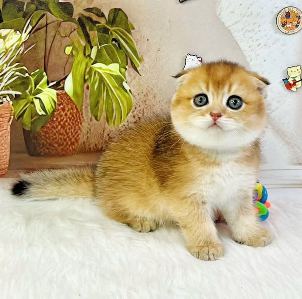 Scottish Fold