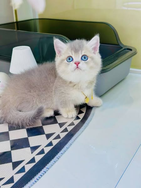 Munchkin