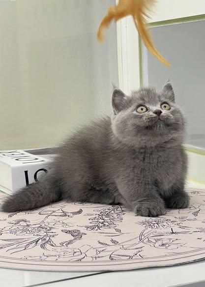 Munchkin