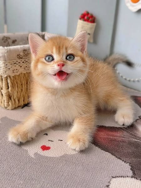 British Shorthair