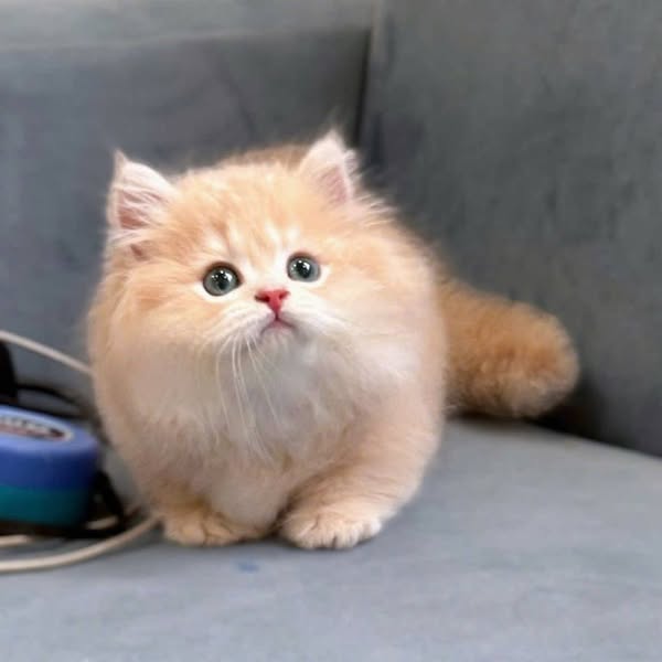 Munchkin Longhair