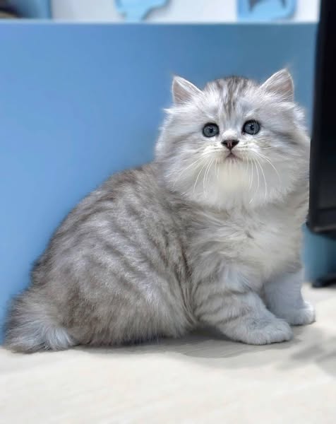 Munchkin Longhair