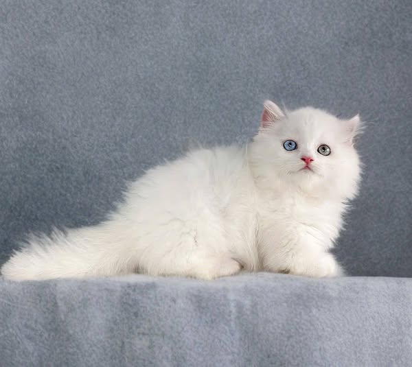 Munchkin Longhair