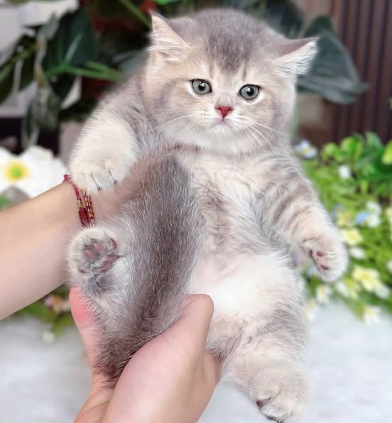 British Shorthair