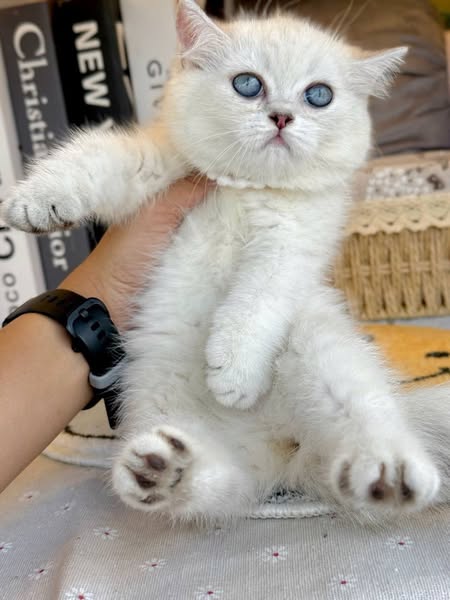 British Shorthair