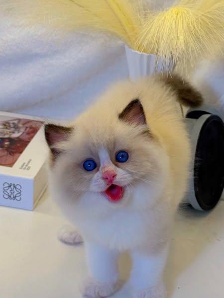 Ragdoll