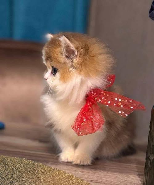 British Longhair