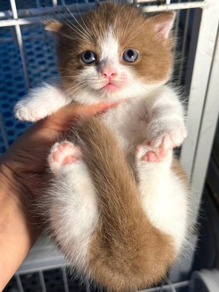 Munchkin