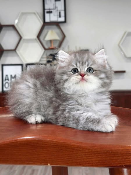 British Longhair