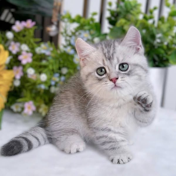 Munchkin