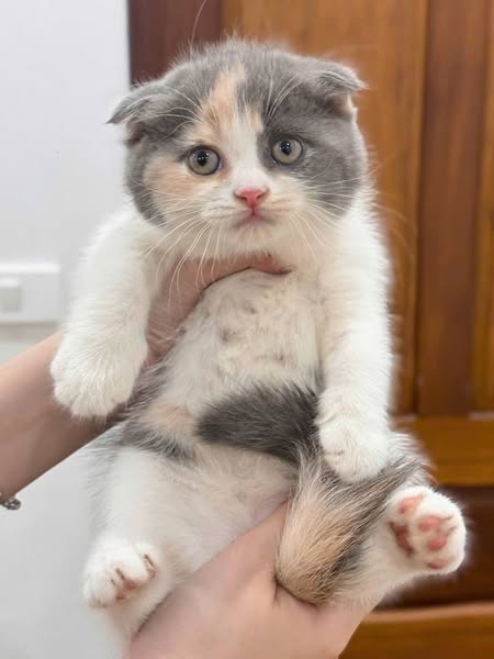 Scottish Fold