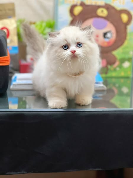 Munchkin Longhair