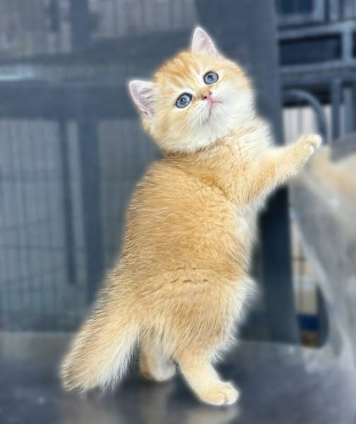 British Shorthair