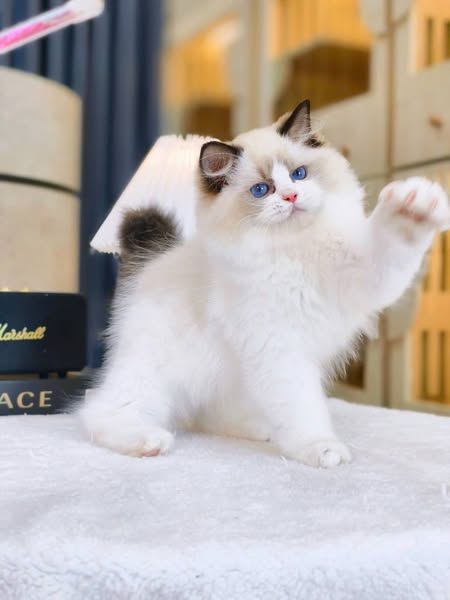 Ragdoll