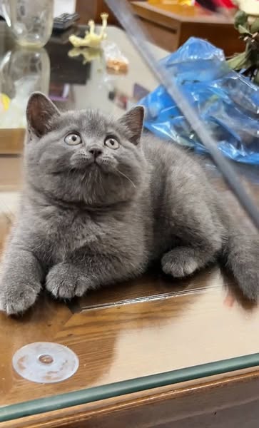 British Shorthair